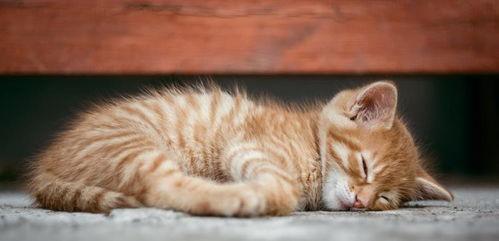 老猫吃聪明瓜的视频,趣味横生上演智力对决