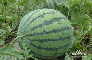 吃瓜季挑西瓜视频,吃瓜季来袭！揭秘挑西瓜视频的五大秘诀