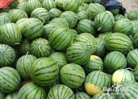 吃瓜季挑西瓜视频,吃瓜季来袭！揭秘挑西瓜视频的五大秘诀