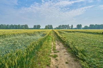 农田吃瓜写真视频素材,农田吃瓜写真视频的甜蜜瞬间