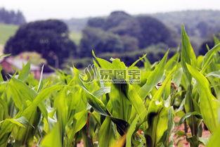 农田吃瓜写真视频素材,农田吃瓜写真视频的甜蜜瞬间