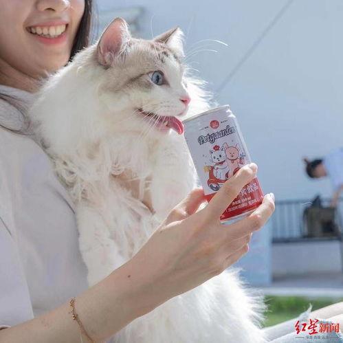 呆瓜吃猫粮完整版视频,一场爆笑的味蕾冒险