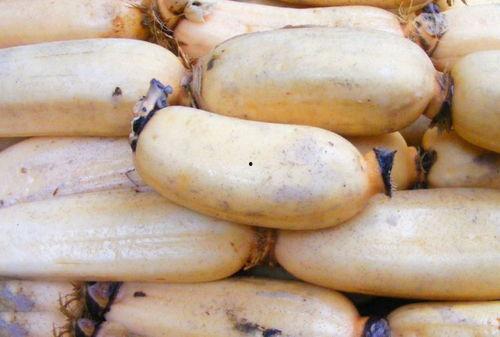 吃瓜少女不吃藕视频下载,轻松获取热门短视频