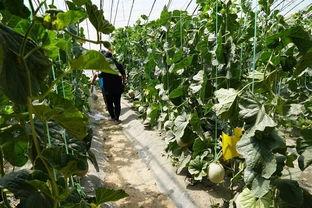 临沧吃瓜视频,揭秘当地美食文化盛宴