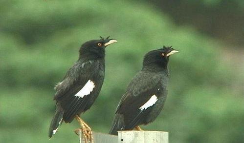 八哥鸟吃方瓜吗会死吗视频