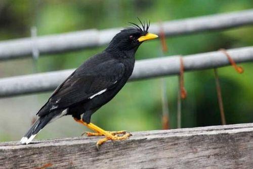 八哥鸟吃方瓜吗会死吗视频