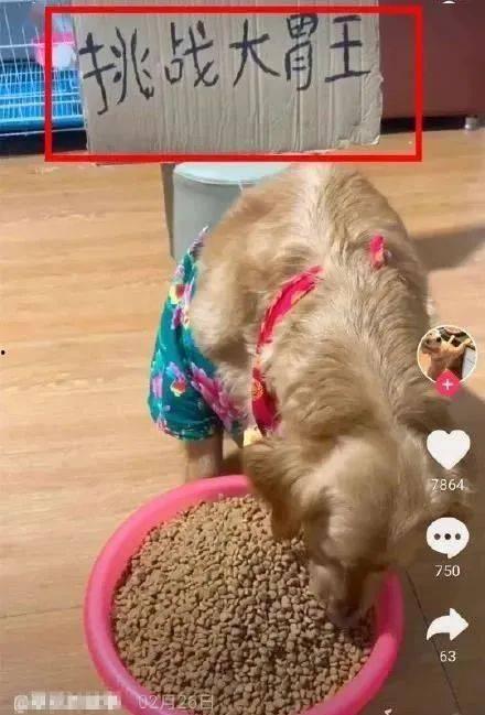 狗吃佛手瓜会流产吗视频,狗食用佛手瓜导致流产风险揭秘