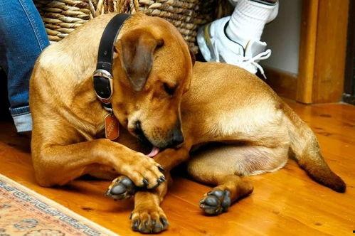 狗吃佛手瓜会流产吗视频,狗食用佛手瓜导致流产风险揭秘