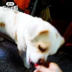 狗吃佛手瓜会流产吗视频,狗食用佛手瓜导致流产风险揭秘