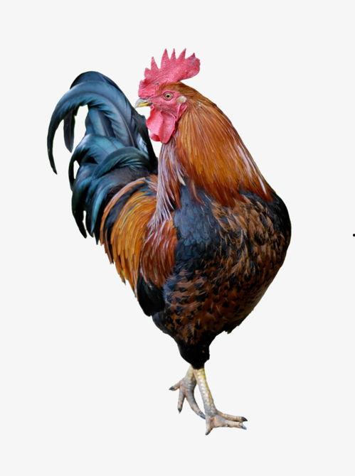 鸡吃土耳其瓜吗好吗视频