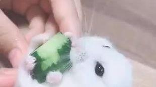 老鼠吃瓜视频在线观看网站,揭秘热门“老鼠吃瓜”视频网站背后的欢乐时光