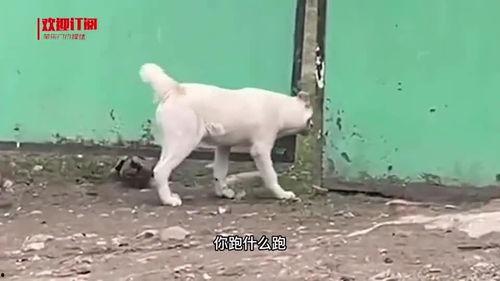 带你吃瓜搞笑遛狗视频大全,笑料横生！带你领略搞笑遛狗视频盛宴