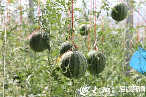 沐龙泉吃瓜事件视频大全,视频大全揭秘幕后真相