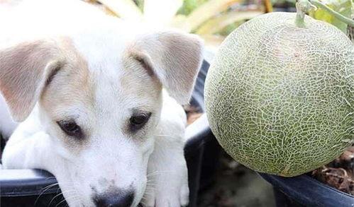 哈密瓜怎么喂狗吃的视频,狗狗营养美食新选择