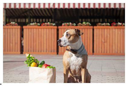 哈密瓜怎么喂狗吃的视频,狗狗营养美食新选择