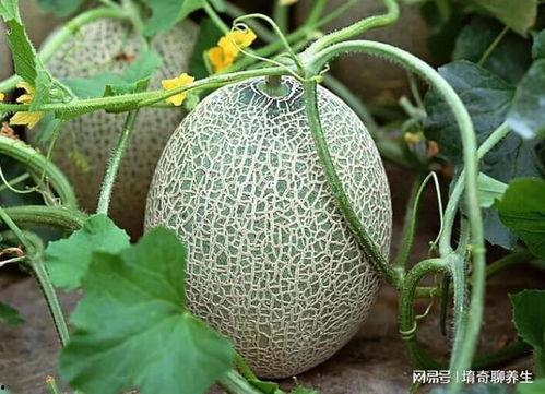 三月吃哈密瓜好吗视频讲解,三月吃哈密瓜的适宜性与营养益处