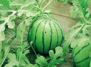 小糖人可以吃丑瓜吗视频