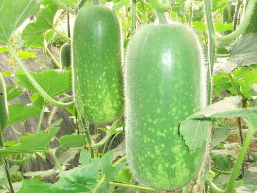 吃瓜奇葩见解视频大全,视频大全中的奇葩见解盘点