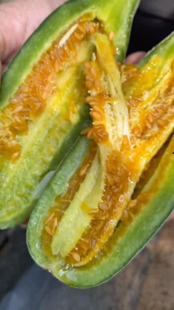 吃甜面瓜的视频,一窥甜面瓜美味瞬间