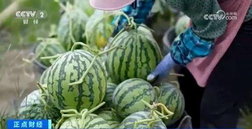 新疆网红吃瓜视频大全集,趣味横生的美食之旅