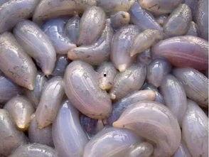 地瓜吃瓜的视频,趣味横生的田园生活趣事