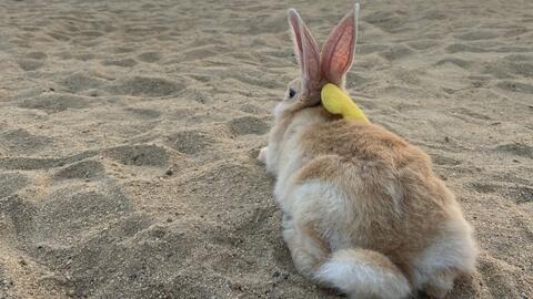 兔子吃呆瓜视频大全集,兔子萌趣食趣大盘点