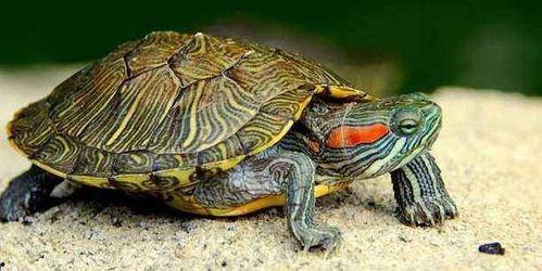 乌龟可以吃苏瓜吗视频