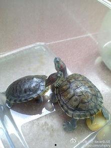 乌龟可以吃苏瓜吗视频