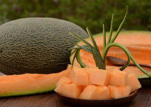 哈密瓜可以喂羊吃吗视频,营养美味两不误