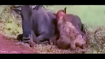 爱吃瓜吃货视频大全