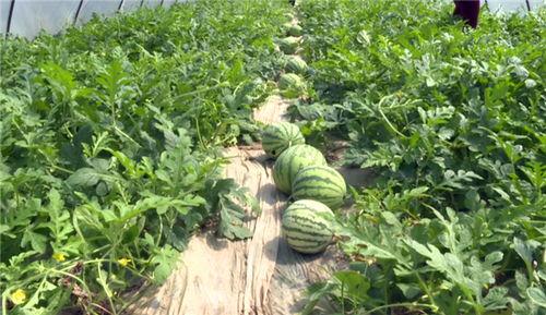 枣庄最新吃瓜事件视频,视频揭秘惊人真相