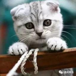 娱乐吃瓜君折耳猫视频