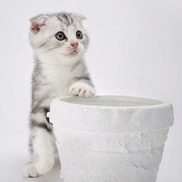 娱乐吃瓜君折耳猫视频