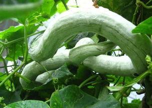 如何吃蛇瓜最好吃视频教程,视频教程教你如何烹饪最佳口感