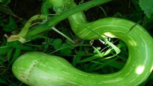 如何吃蛇瓜最好吃视频教程,视频教程教你如何烹饪最佳口感