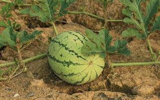 小瓜变软还可以吃吗视频