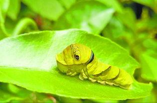 大嘴瓜吃虫子图片大全视频,趣味盎然的生态互动瞬间