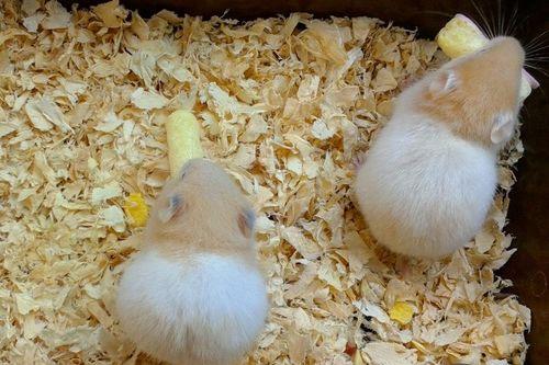 仓鼠可以吃花蜜瓜吗视频,揭秘花蜜瓜的适宜性